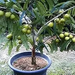 Cloud Farm Amla plant hybrid all seasons Indian Gooseberry Clone Type Hybrid Amlaki Healthy Live Super Yielding Early Fruting Francis Amla Plant Live (Plant height 2-2.5 Feet),CF_28-image-5