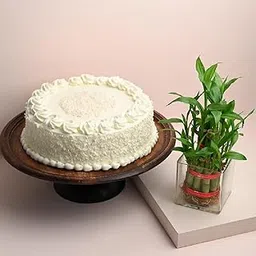FlowerAura Yummy Fresh 500g White Forest Cake With Air Purifying Live Bamboo Plant For Valentine's Day Gift, Birthday Gift, Anniversary Gift, Women's Day Gift & Mother's Day Gift (Same Day Delivery)-image-52