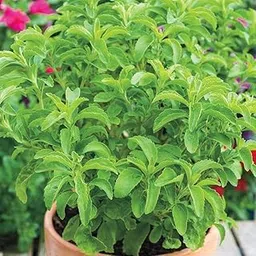 RootNrise Symbolic nature Live Stevia Plant, Natural Sugar-Free Sweetener Herb, Easy-to-Grow Medicinal Plant for Home Garden, 1 Pack-picture-24