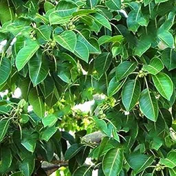Mphmi Plants Ficus Amplissima, Ficus Plant Indica Willd, Ficus Tsiela Roxb, Piper, Pipali - Plant Garden Live Plant Nursery Indoor Outdoor Living Plants?-image-18