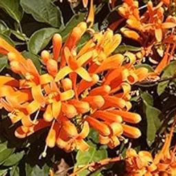Begonia Venusta creeper Pyrostegia venusta orange trumpetvine from green valley-picture-22