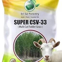 CSV 33 MF (Anant) Fodder Grass Seeds (Pack of 800 Seed) Multi Cut Grass Seed for Cow and Goat-picture-14