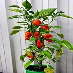 Chilli plants for home garden live (Pack of 4)-image-1