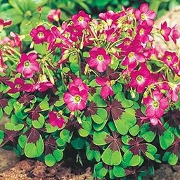 Live Green Oxalis Bulbs For All Season (Iron Cross 1pc)-picture-15