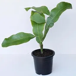 Red brahma kamal plant original Pack Of 1 image 1