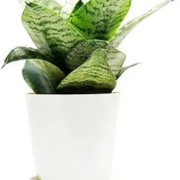 GOOD HOMES INDIA Snake Plant | Snake Plant indoor Live Plant | Snake Plant With Pot | Good Luck Snake Plant | indoor Pants Pots | Desi Gardener Snake Plant | Good Luck Snake Plant | Snake Plant indoor-picture-23