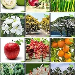 Creative Farmer Gardening Seed Combo Fruit & Fruit : Apple, Grape, Orange, Papaya, Gaint Bamboo, Phoenix Dactylifera, Murrayya Exotica, Yellow Flametree, Coco Tamarind, Nyctanthes Arbortristis, Guava, Pomagranate Kitchen Garden Pack-image-20