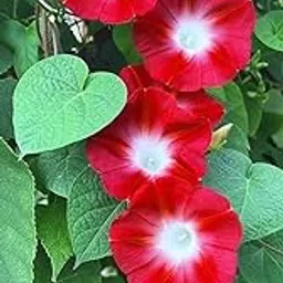 Oakwood Farms® Morning Glory Imported Flower Seeds for Home and Gardening Pack of 40 to 50 seeds (RED)-image-25