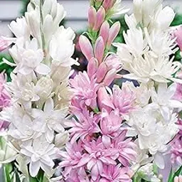 Gebdinsh Garden® Imported Rajnigandha Tuberose Flower Plants Bulbs For Outdoor Gardening (Pack Of 10 Bulbs)-picture-10