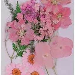 Enakshi® 4xMultiple Mix Natural Pressed Dried Flowers Leaves DIY Art Craft 2.5-3cm Pink|Crafts | Home Arts & Crafts | Floral Crafts | Dried Botanicals & Potpourri | Dried Flowers-picture-36