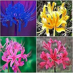 Live Green Flower Bulbs | Lycoris Lily Flower Bulbs For Home Gardening (2 Bulbs Pack)-image-72
