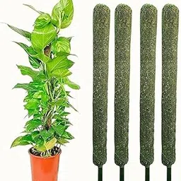 EcoGrow Ventures Moss Stick Coco Pole Coir 2 Feet Length 90cm 2 Pieces for Money Plant Support Indoor Plants House Plants and Plant Creepers (Set of 4)-image-20