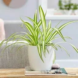 PODDAR JI Spider Plant Air purifier plant Beautiful Indoor Plants for Home & Office Live Plant with Black pot-picture-25