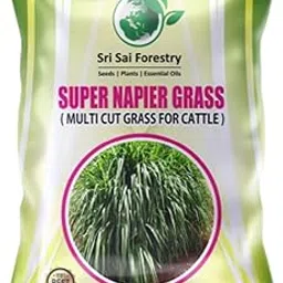 SRI SAI FORESTRY Super Napier Grass Seeds for Cattle 1 KG | Multi Cut Grass Seed for Animal Fodder-picture-16