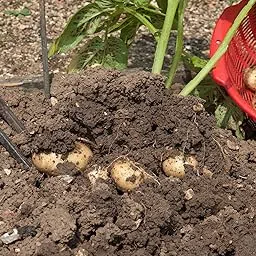 Potato seeds for farming, Farming seeds for potato, Seeds for potato farming ( 10 seeds )-picture-16