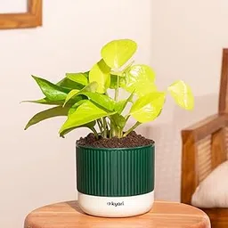 Kyari Golden Money Live Plant Indoor with Green Self Watering Pot-image-31