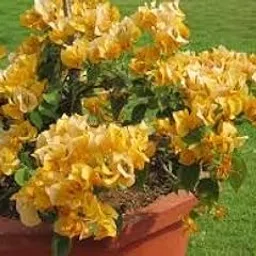 Dwarf Bougainvillea Flower Indoor/Outdoor Live Fast Growing Variety Plant (Pack of 1)-image-23