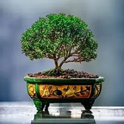 Bonsai tree live plants indoor,7 Years old Bonsai Pack of 1 Without pot-picture-27