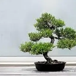 Ficus bonsai plant big (Pack of 1)-image-24