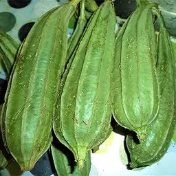 CooPany® DODKA/GILKI/RIDGE GOURD/JANHI SEEDS (35 SEEDS)-picture-25