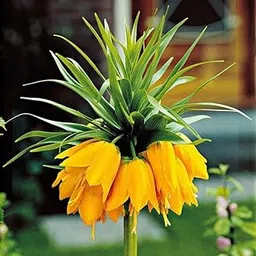 Oakwood Farms® Crown lily Flower Bulbs for All Season Pot and Home Garden | yellow Flower Bulbs For Indoor/Outdoor home Gardening Pack of 1 Bulb-image-55