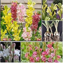 generic Original Natural tuberose flower bulbs,rajnigandha double petal all season hybrid (Pack of 8 Multicolour bulbs)-picture-28