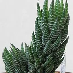 Greenursery Live Zebra Green Indoor Plant For Living Room Balcony Home And Office Decoration Decor Live Plant with Beautiful Color Pots (Zebra Green)-picture-20