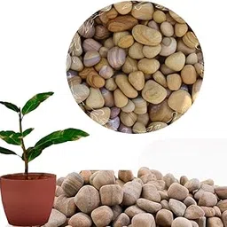 RM 6Kg Rainbow Teakwood Pebbles 2–5 Inch – Natural Polished Decorative Stones for Garden Landscaping Pathways Aquarium Home Décor Building Use – Smooth River Pebbles Pack-picture-35