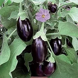 BIGREEN Live Brinjal Plant | Healthy Vegetable Plant for Home Gardening | Easy to Grow Kitchen Garden for Pots, Terrace & Balcony | Fresh Organic Brinjal for Vegetables-picture-28