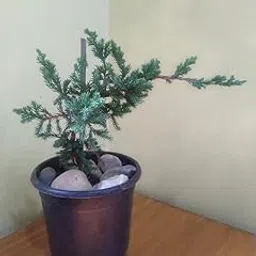 Pots and Plants Juniper Zen Tree / Bonsai Live Flowering Plant / Chinensis juniper plant / Japanese Juniper Bonsai / Ornamental Dwarf Trees / House Indoor Plant / Miniature Gardening Plant / Evergreen-picture-21