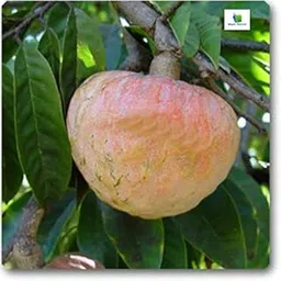 Mphmi Annona Reticulata, Ram phal (Grafted) - Plant-picture-23