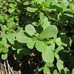 CHILLATAI Paruppu Keerai Seeds Pack of 600 Seeds-picture-39