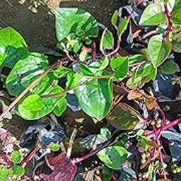 AR PLANTS Giant Malabar Spinach live plant, KODI PASALAI, Poi Ka Saag,baccalikūra, basale soppu, Vining Green Plant Ceylon Spinach, Vine Spinach, Creeping Spinach Leaf-picture-13