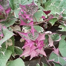 Natura GreenHouse Live Variegated Purple Sweet Potato Vine 1 Healthy Live Plant-image-14