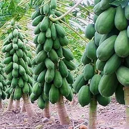 papaya seeds for planting Pack Of 450-image-94