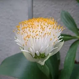 Flower Bulbs Imported Summer Harvest Elegance Football Lily/Scadoxus Beauty for Indoor Gardening Blooms and Healthy Growth flower bulb White (Pack Of 1 Bulbs)-image-1