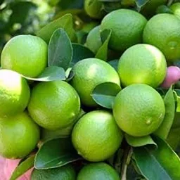 Golden Bloom All Time Live Thai Lemon Plants Live Hybrid All Season Hybrid Air Layering All Season Thai seedlees Lemon Plant Height 1.5-2 FT Pack Of 1 Healthy Plant-picture-33