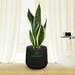 BLOSSOM Plant's Snake Plant (Sansevieria Laurentii) Live Plants with self watering Black Pot, Best for Home, Office & Garden.-image-87