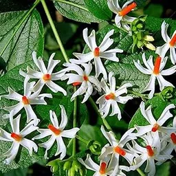 Gorgeous Glory Garden Live Parijaat Harsingar Plants with Pot| Fragrant & Medicinal Night-Flowering Jasmine | Ornamental Blooming Tree for Home, Garden & Balcony | Herbal Plant (Pack of 1)-image-1