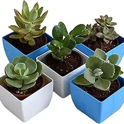 Plants Top 5 Easy Succulent Graptosedum species Echeveria green spoon Crassula ovata Jade Plant Big leaf Pack Garden Live Plant Nursery Indoor Outdoor Living Plants-image-58
