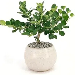 Chinese banyan tree bonsai live plant,Chaina Bot (Pack of 2)-picture-17
