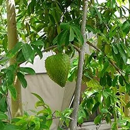 Royal Paradise Garden Rare Soursop Annona muricata Miracle Tree 1 Live Plant On Polybag-picture-21