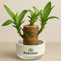 Rukonza Brazilian Lucky Wood Plant, Live Brazil Bamboo Plant for Home & Office | Indoor Desk Plant | Good Luck Brazilian Wood (Pot Not Included)-image-10