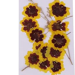 Enakshi 12x Real Pressed Dried Flowers Cat Face Chrysanthemum DIY Crafts Decors-picture-19