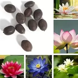 100% Germination Lotus Mix Flower Seeds (Pack Of 25 Seeds) - All Mix Color Growing Lotus Kamal Gatta Seed,Home Gardening, Live Water plant for Pond, Rosary of Kamalgatta, Makhana Seed, Water Lily-image-27