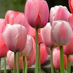 Tulip Flower Pot Plant Live Pack of 1 By Zabbus Pink-image-60