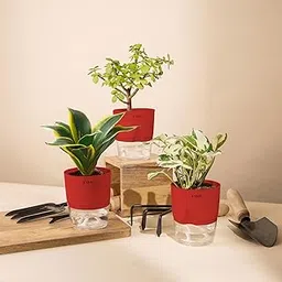 KYARI Money N'Joy-Jade-Sansevieria Golden Hahnii Snake Combo of 3 Indoor Plants for Living Room | Live Plants | Plants with Red Pot for Home Air purifier plants | Plants for Home Decor & Garden-image-41