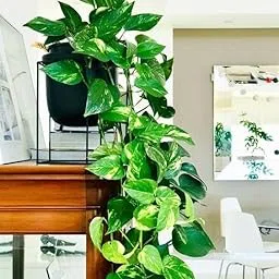 Original Money Plant Ivy Decorative Plant for Compact Corner Setup on Table or Wall Shelf Pack of 1-picture-36