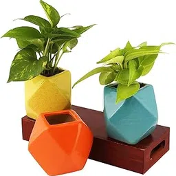 Leafy Tales Polygon Shape Ceramic Pot, Orange, 1 pc (Polygon Orange)-picture-19