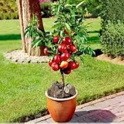 Mphmi Live Plants Nursery Garden Dwarf bonanza Peach Tree Grafted Beautiful Plant-image-49